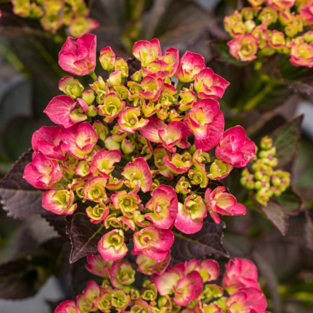 Hydrangea Akadama flowering plant with elegant pink petals in full bloom