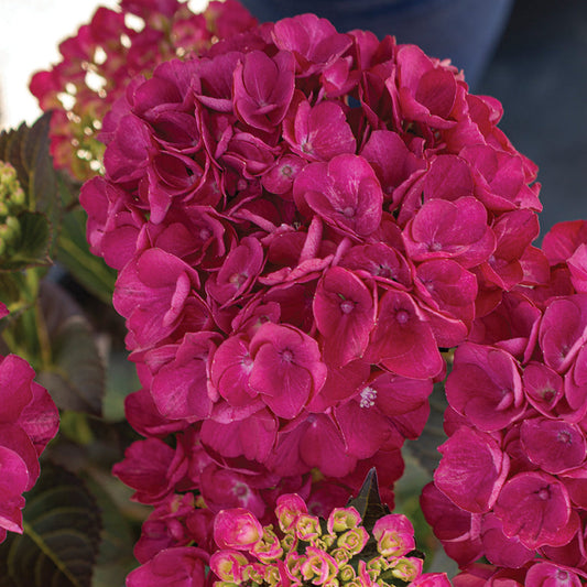 Mature Hydrangea Akadama plant featuring rich pink mophead blooms at Pixies Gardens