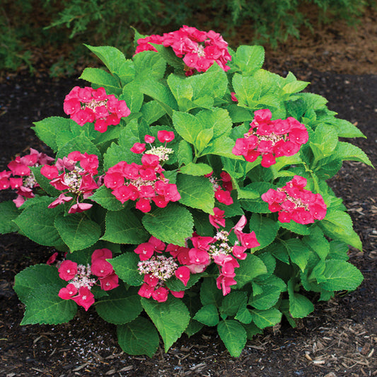 Cherry Explosion Hydrangea Plant in Landscaped Bed
