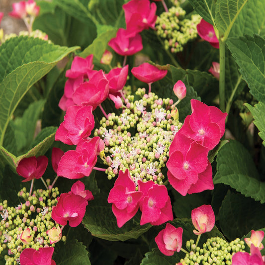 Vibrant Cherry Explosion Hydrangea Shrub with Summer Blooms
