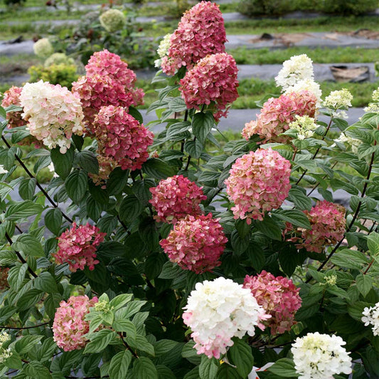 Fire Light Panicle Hydrangea Bush with Pink Red Blooms