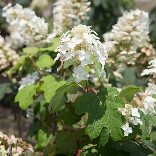 Detailed view of Semmes Beauty Oakleaf Hydrangea bloom and foliage