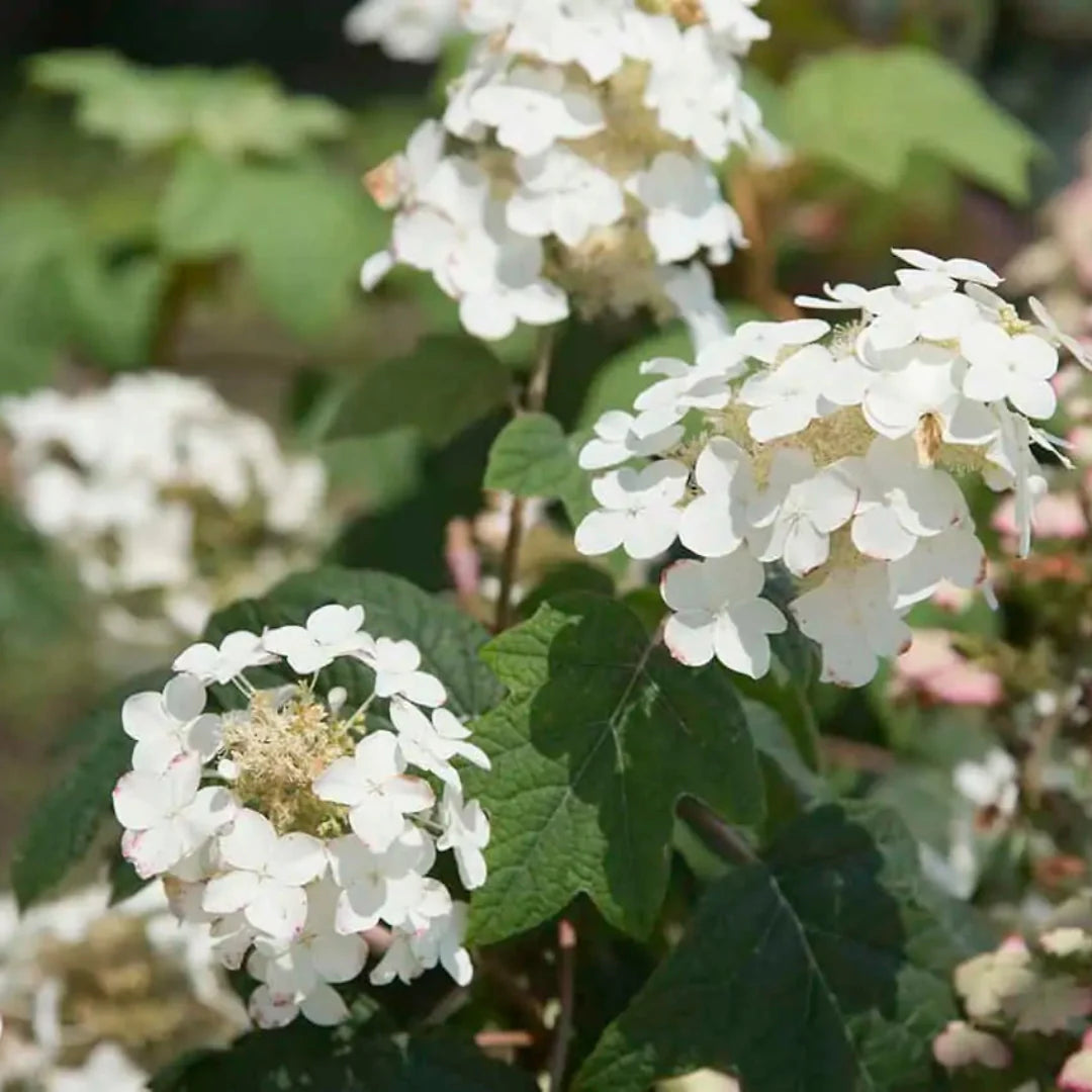 Close-up of Semmes Beauty Oakleaf Hydrangea white flower cluster