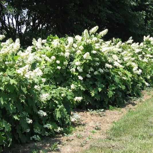 Alice Oakleaf Hydrangea with Broad Oak-Like Leaves and White Blooms