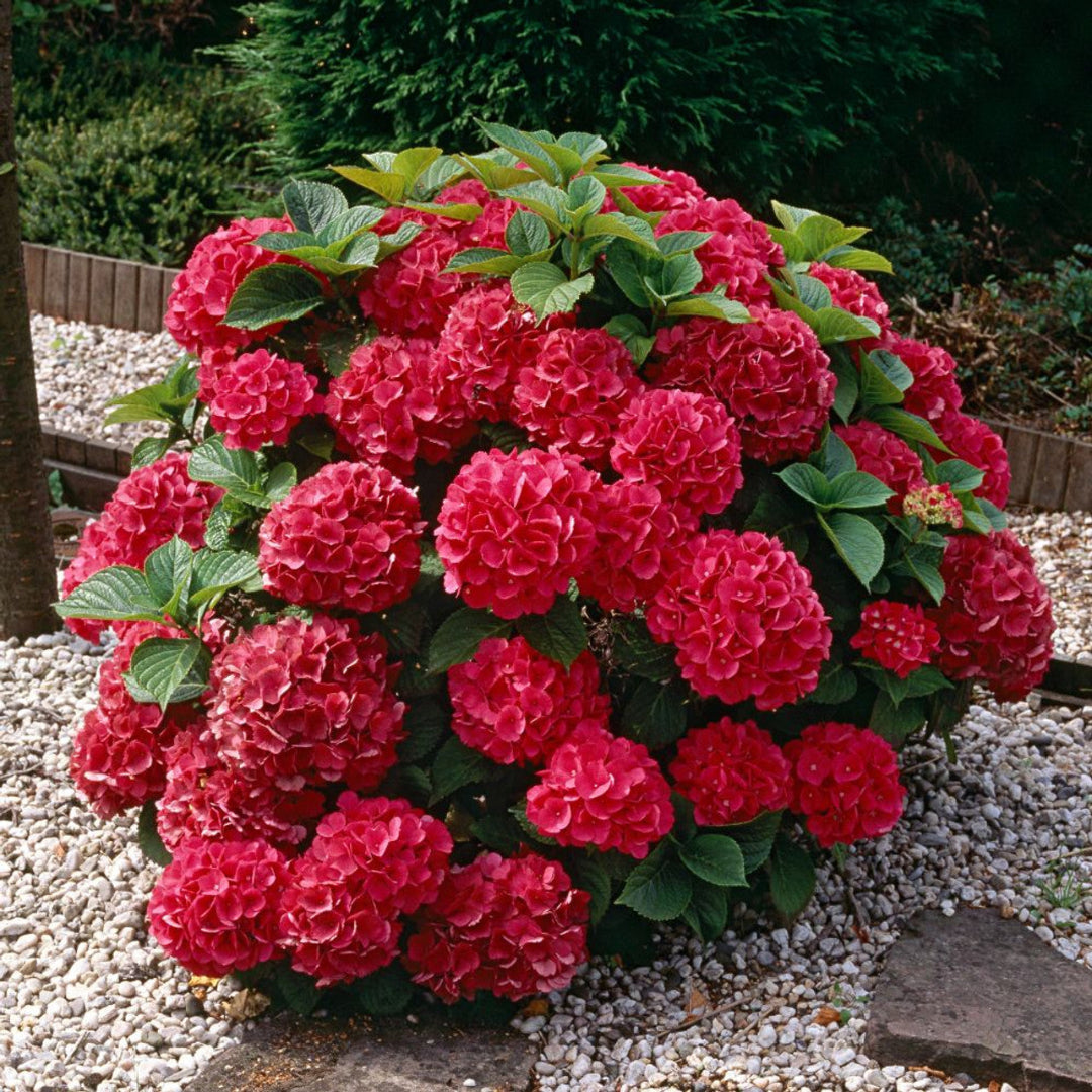 Close-up of Cardinal Red Hydrangea Pinkish-Red Summer Flowers