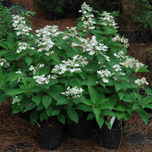 Dharuma Hydrangea plant showing pink-tinted white flower clusters and healthy foliage