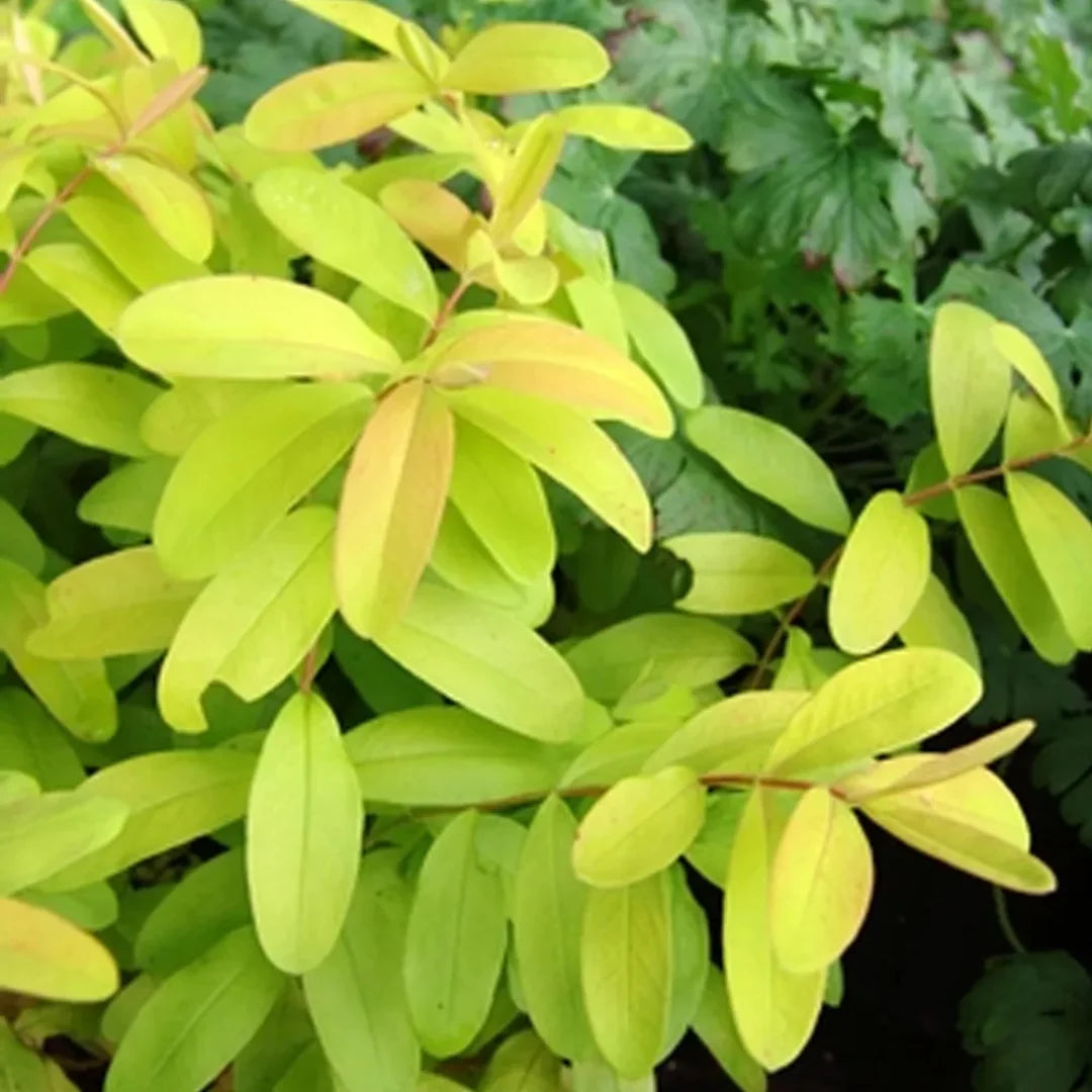Hypericum calycinum 'Brigadoon' Golden St. Johnswort - [EG]