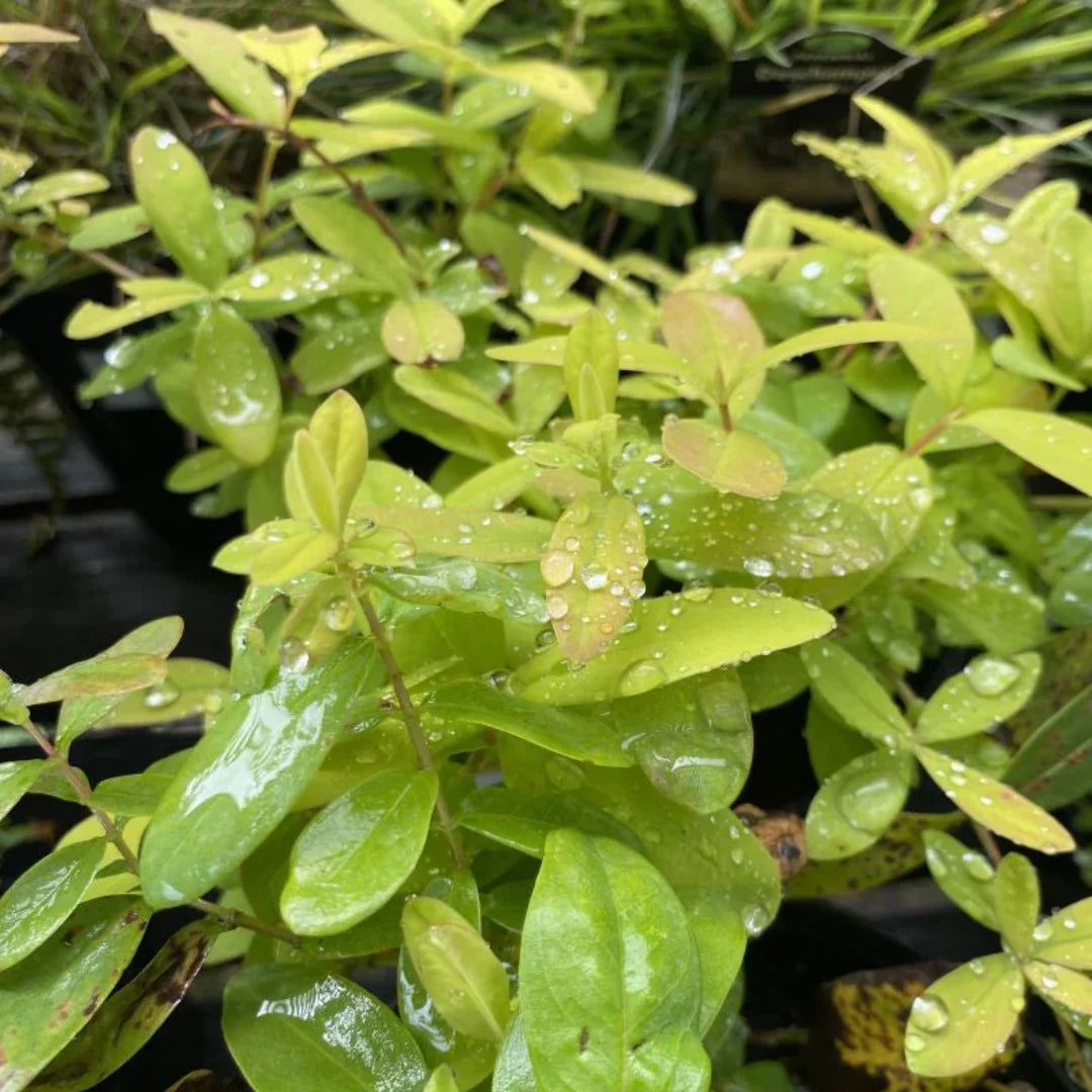 Hypericum calycinum 'Brigadoon' Golden St. Johnswort - [EG]