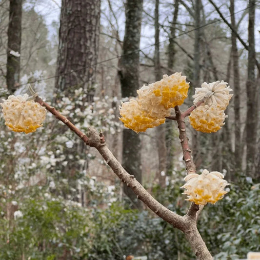 Edgeworthia Paperbush plant with fragrant yellow winter blooms