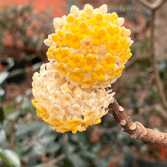 Edgeworthia shrub displaying clusters of golden blossoms