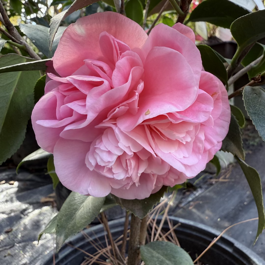 Debutante Pink Camellia Japonica – flowering shrub