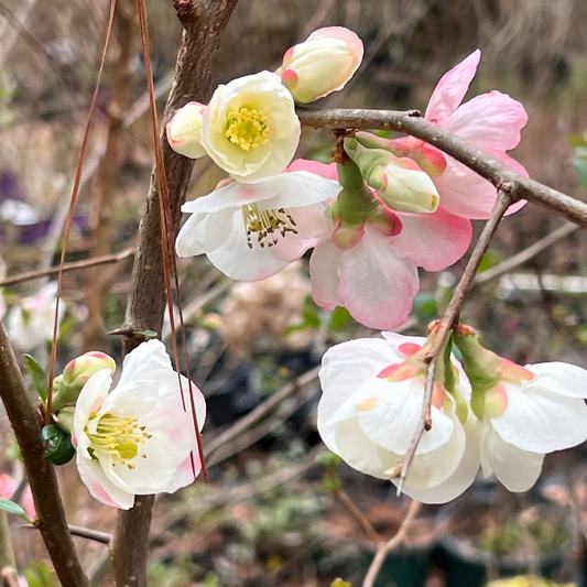 Toyo Nishiki Flowering Quince – Tri-Color Blooms | Live Shrub | Zones 5–9 live plant for landscaping and home gardens