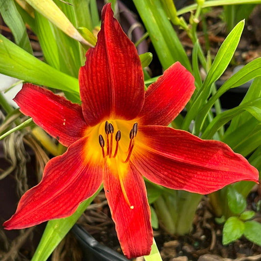 Hemerocallis 'Ming Toy'