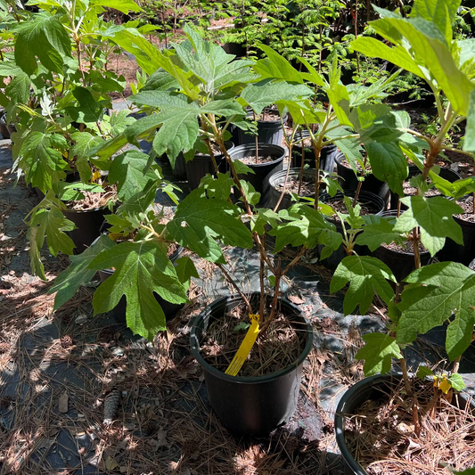 Ellen Huff Oakleaf Hydrangea Adding Bold White Flowers to Landscapes