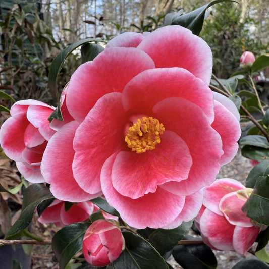 Potted Camellia Sadaharu Oh ornamental flowering shrub outdoors