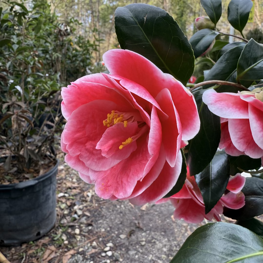 Close view of Camellia Sadaharu Oh bloom on mature plant