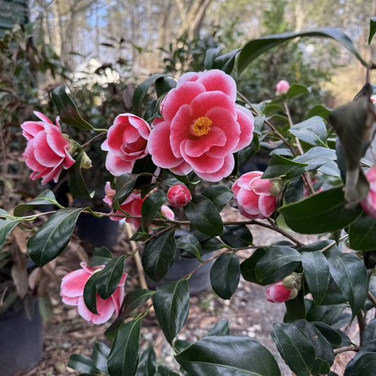 Healthy Camellia Sadaharu Oh plant with glossy green leaves