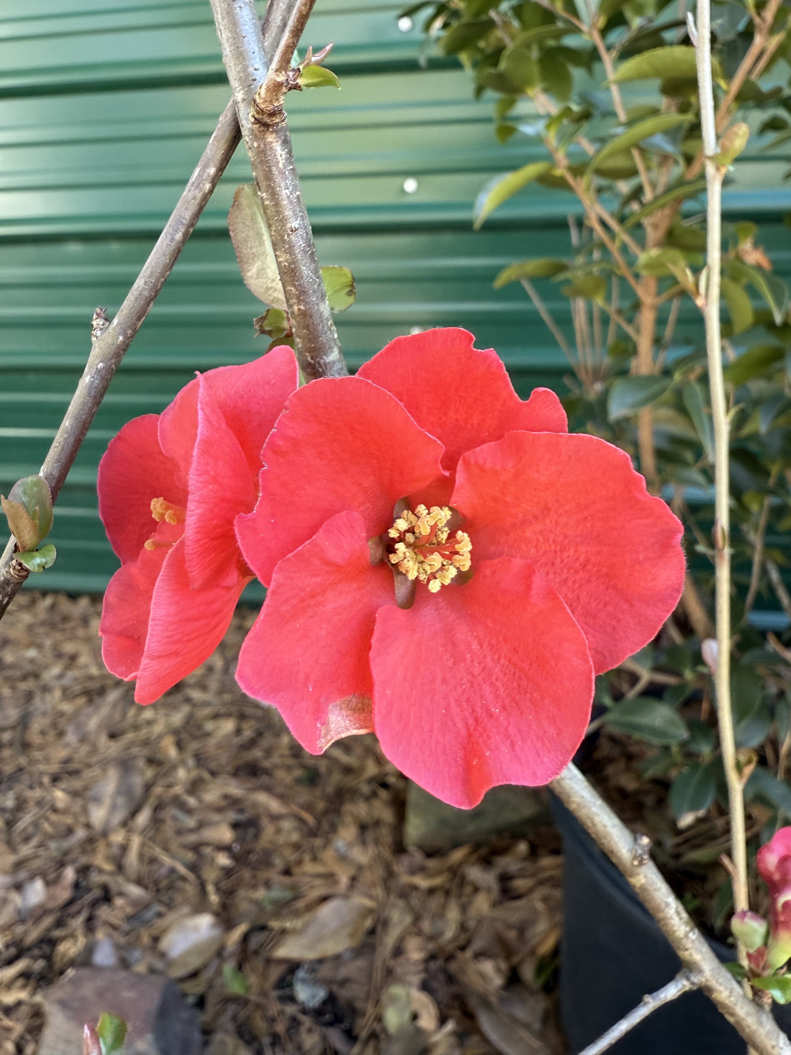 Spitfire Flowering Quince shrub with bright red spring blooms