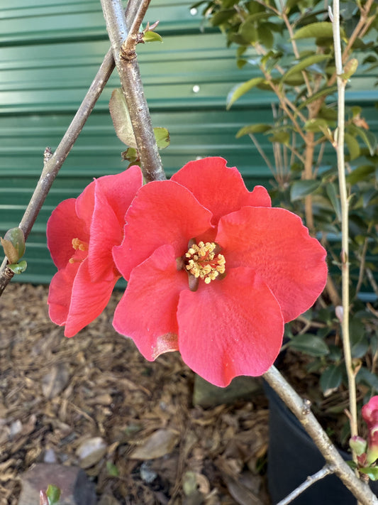 Spitfire Flowering Quince shrub with bright red spring blooms