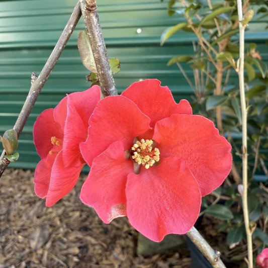 Spitfire Flowering Quince shrub with bright red spring blooms