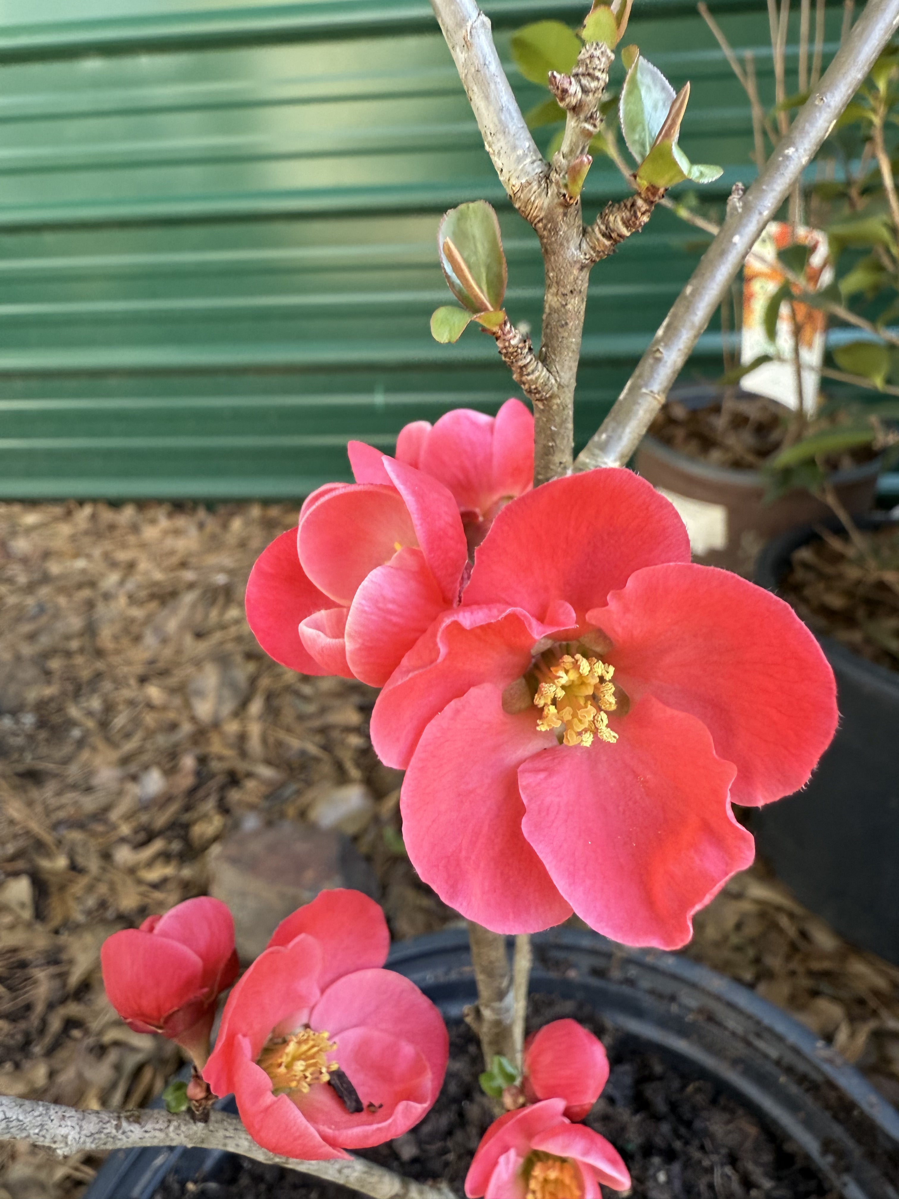 Red blooming Spitfire Flowering Quince outdoor garden plant