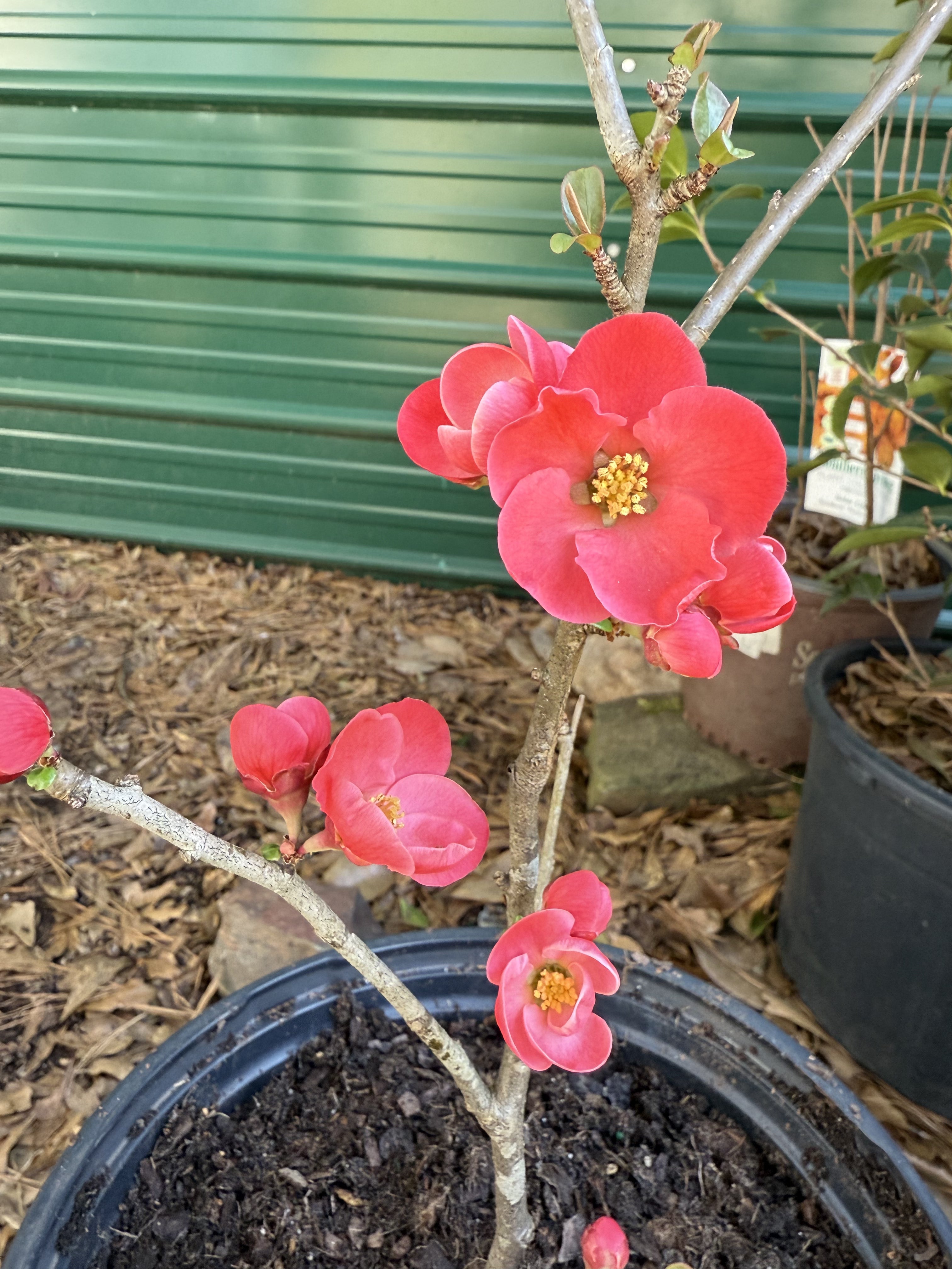 Flowering Quince Spitfire shrub showing fresh spring growth