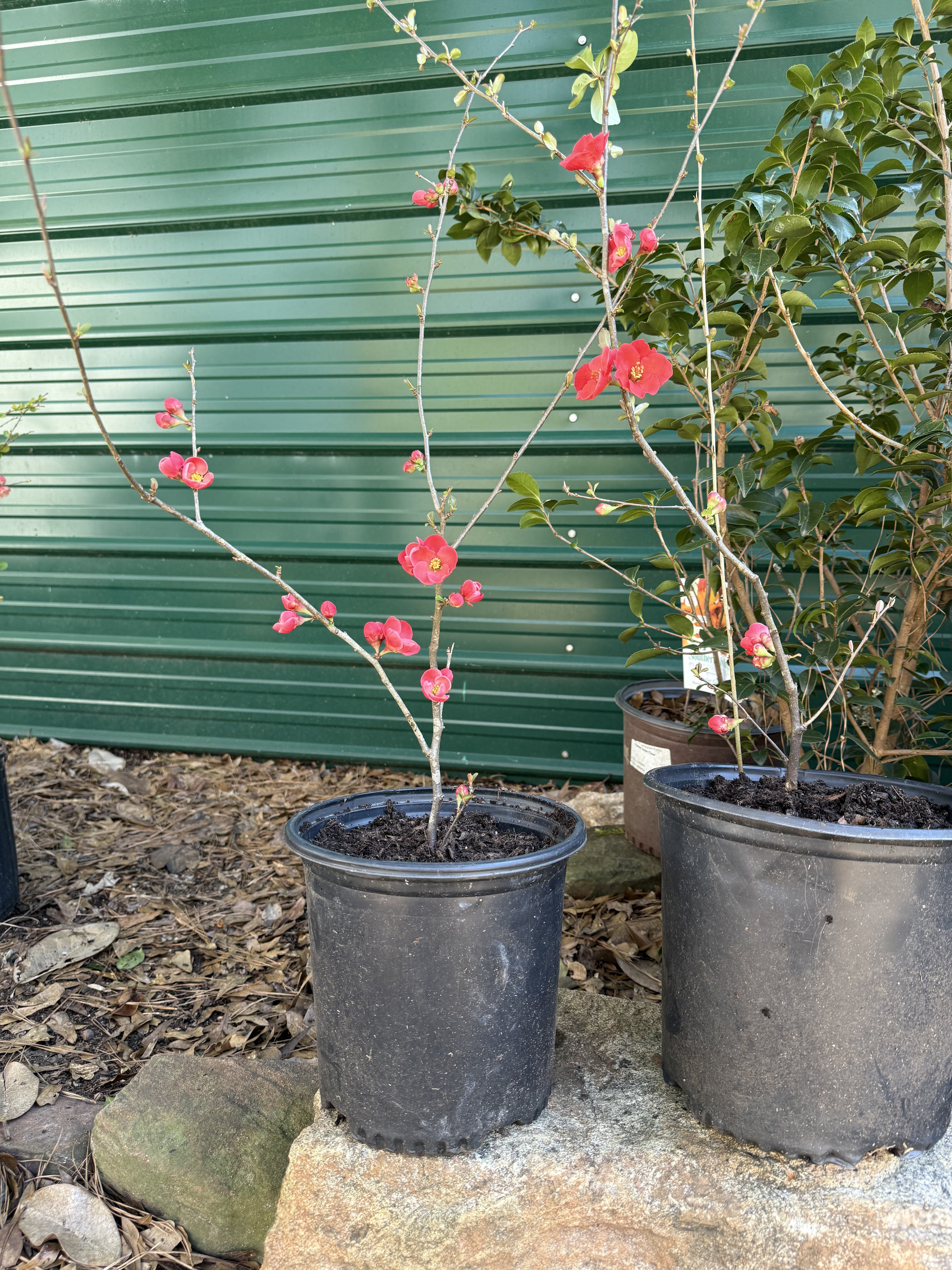 Healthy Spitfire Flowering Quince bush with dense branches