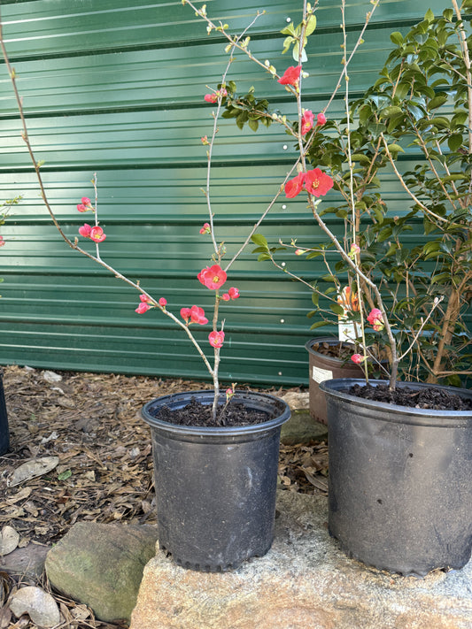 Healthy Spitfire Flowering Quince bush with dense branches