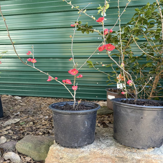 Healthy Spitfire Flowering Quince bush with dense branches