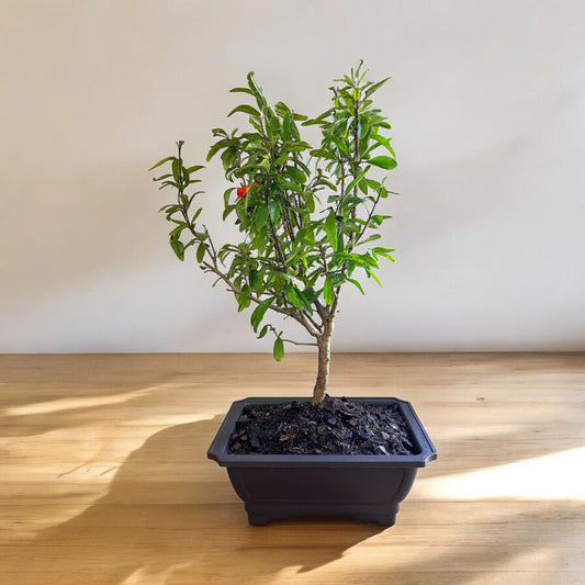 Bonsai Pomegranate Live Plant – Miniature Flowering Fruit Tree Bonsai – fruit tree