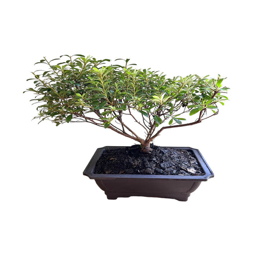 Satsuki gumpo pink azalea indoor outdoor bonsai plant