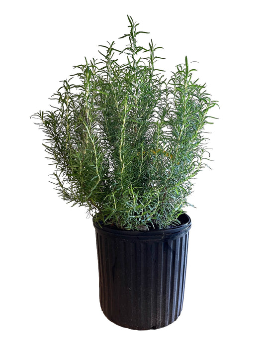 Tuscan Blue Rosemary mini Christmas tree indoor display