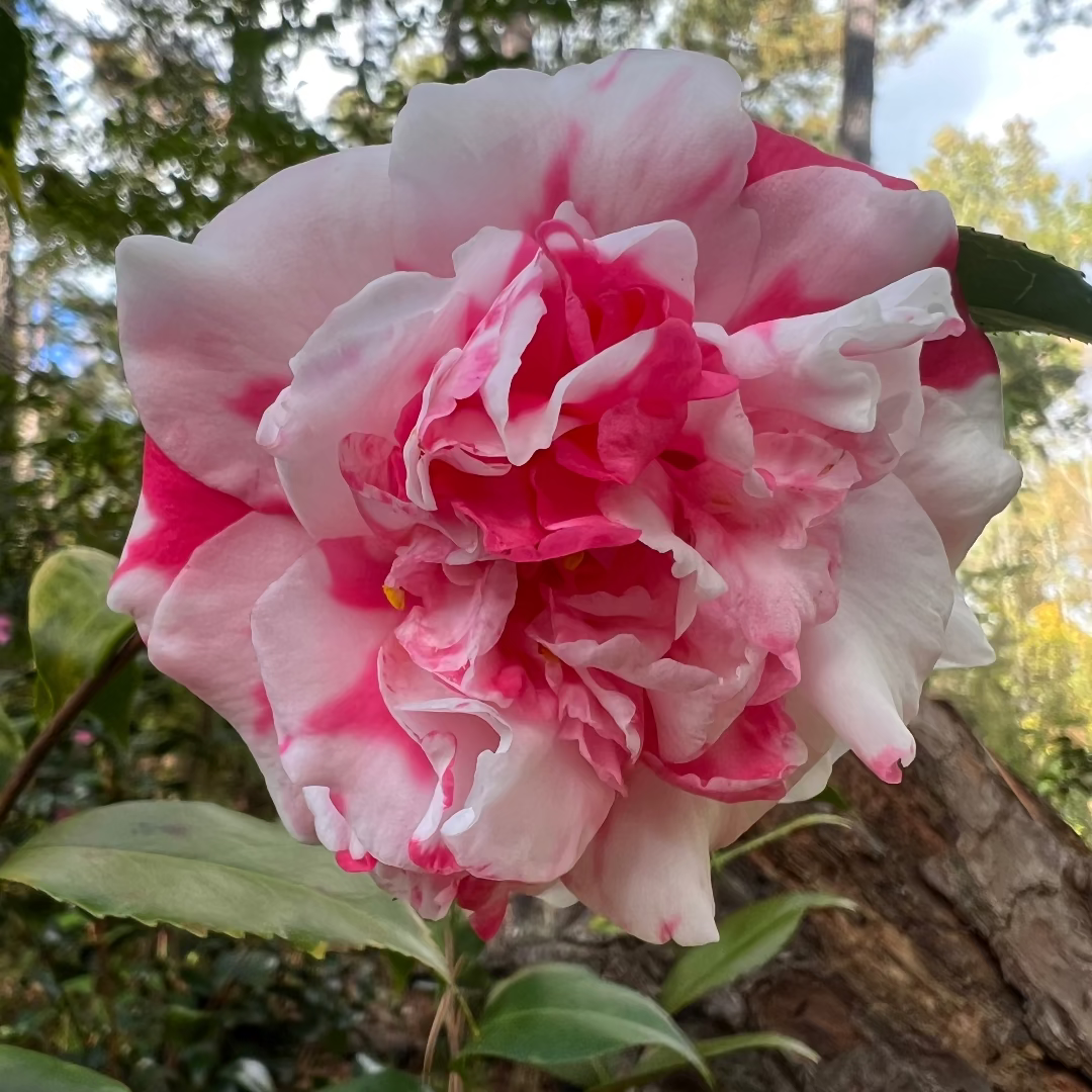 Variegated Pink and White Camellia