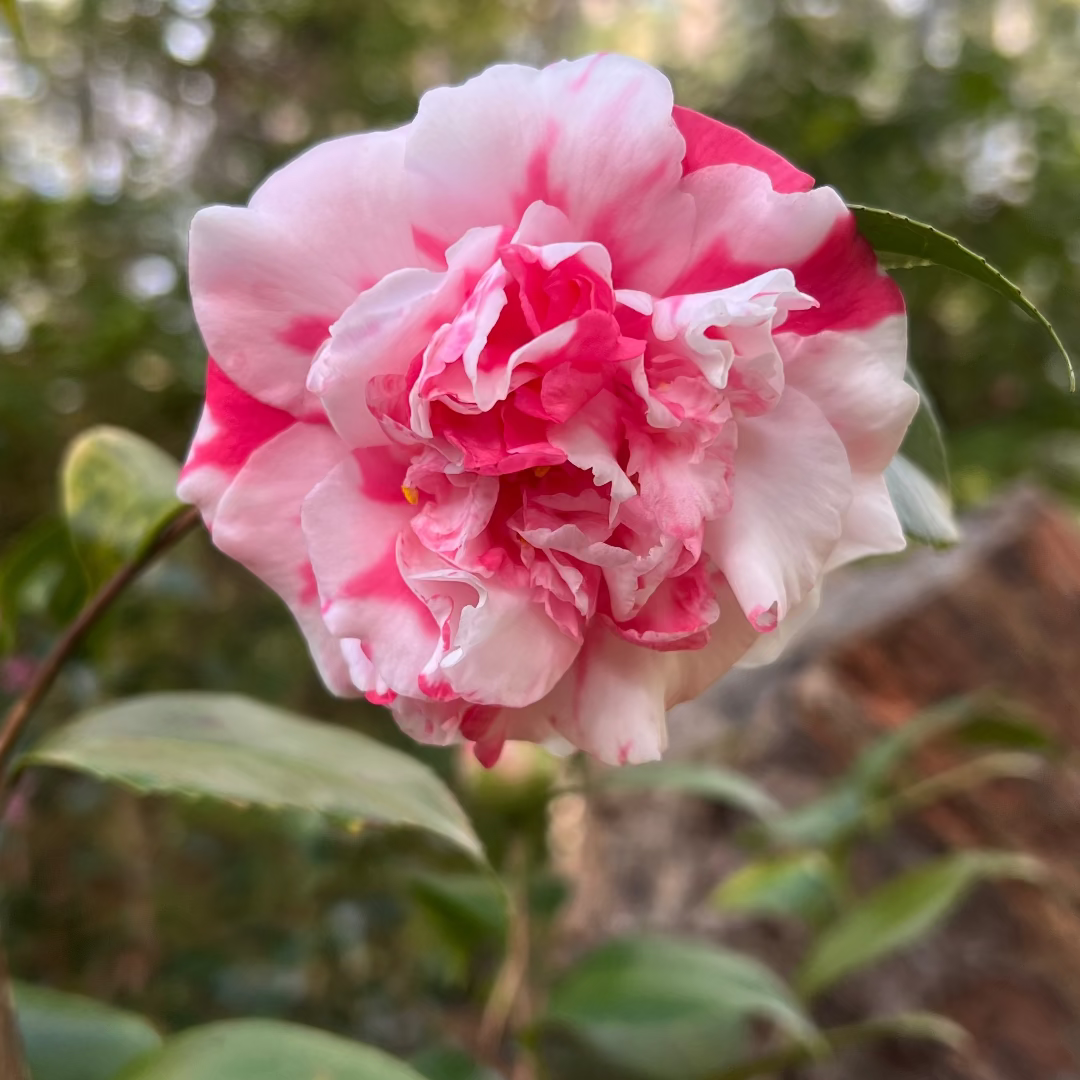 Variegated Pink and White Camellia