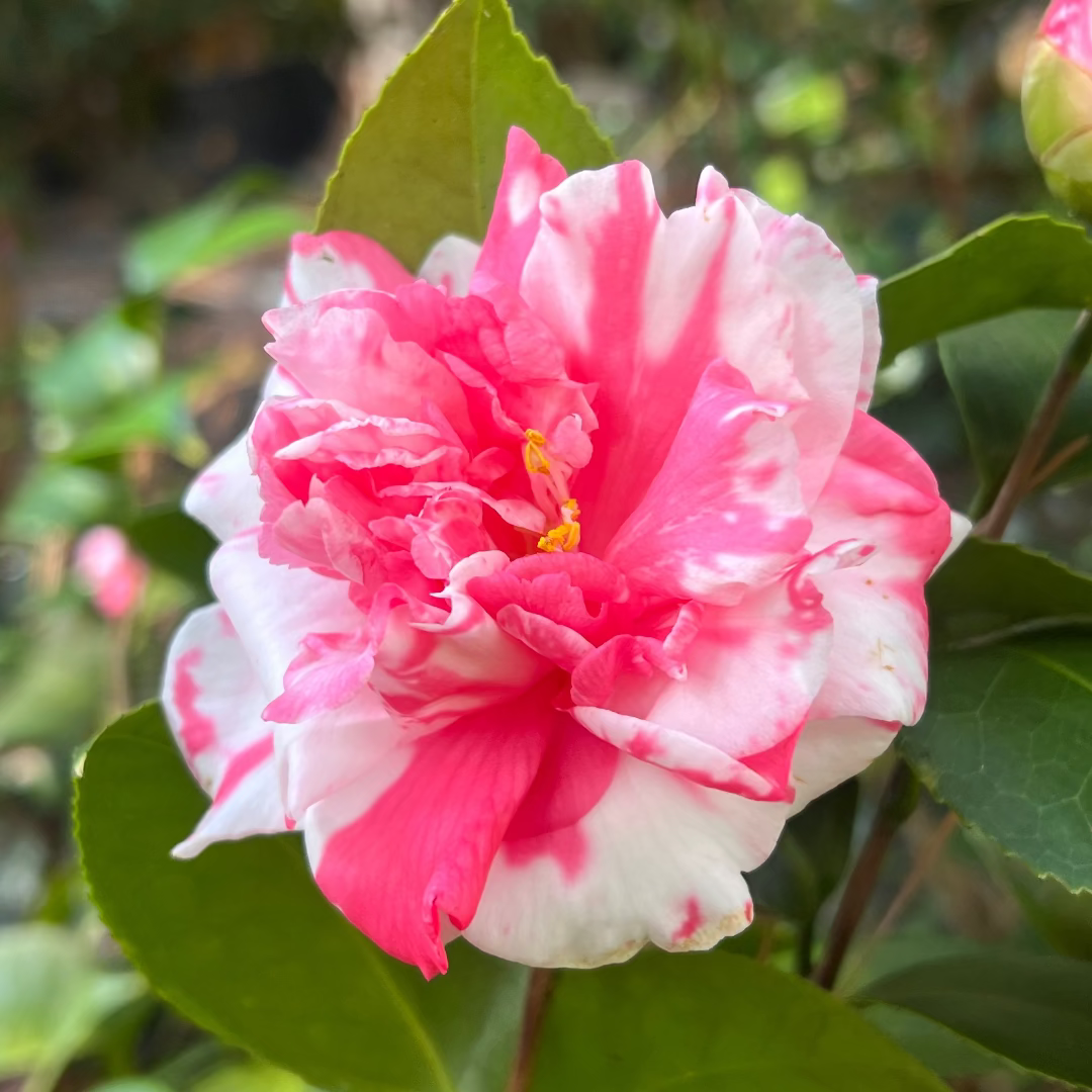 Variegated Pink and White Camellia