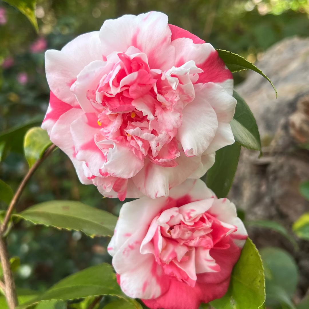 Variegated Pink and White Camellia
