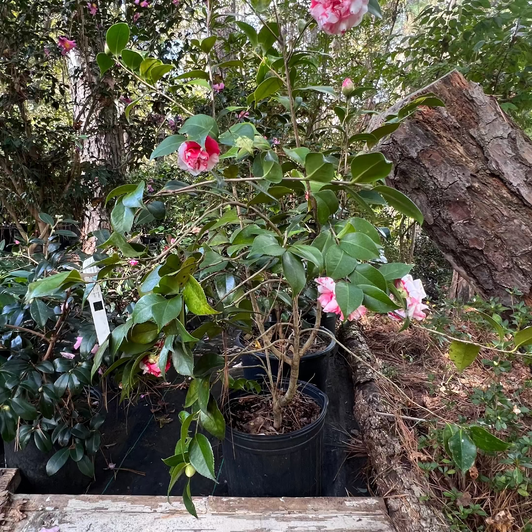 Variegated Pink and White Camellia