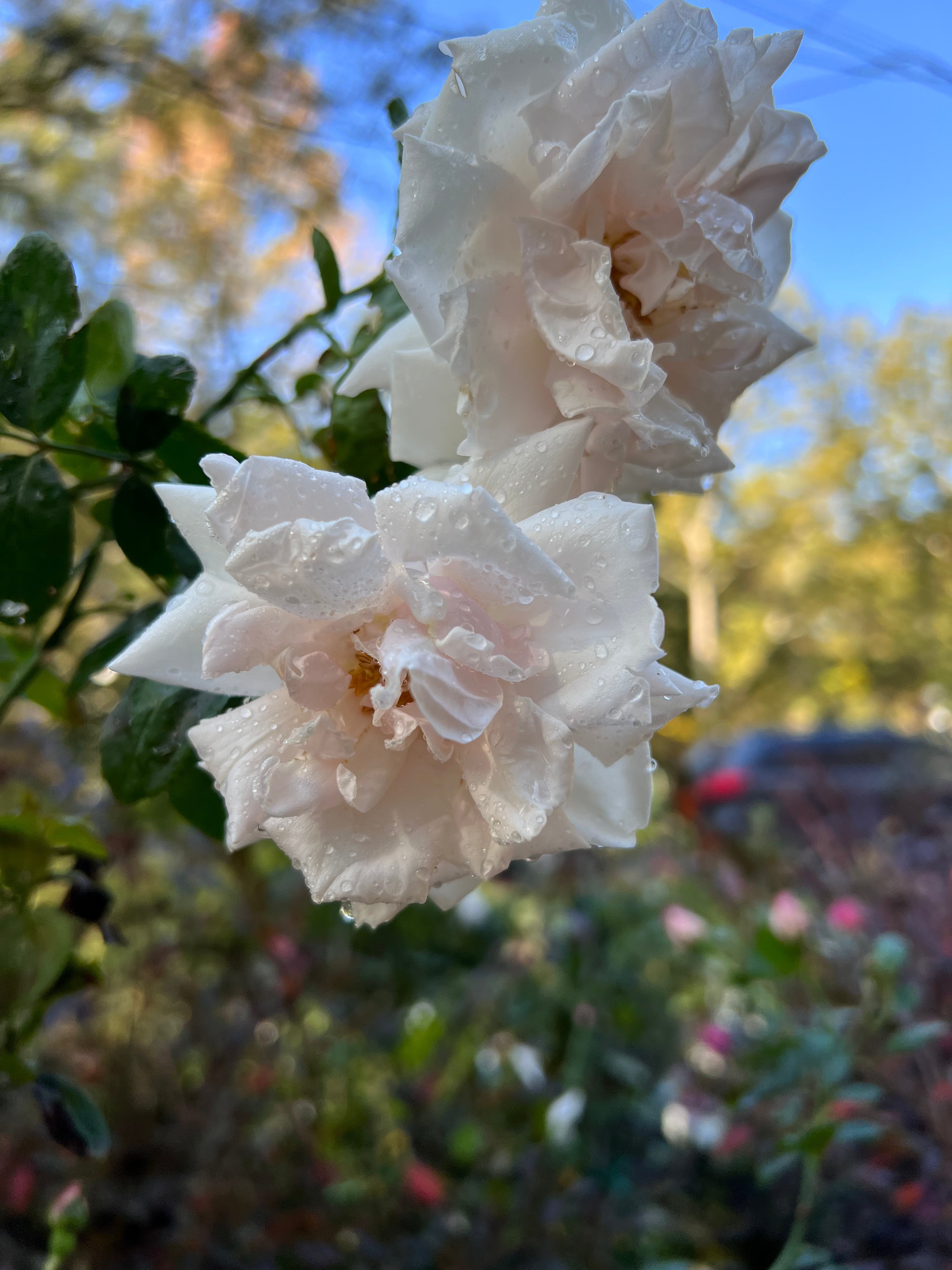 New Dawn climbing rose with multiple flowers opening along strong stems
