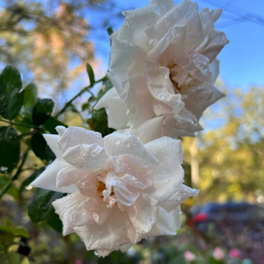 New Dawn climbing rose with multiple flowers opening along strong stems