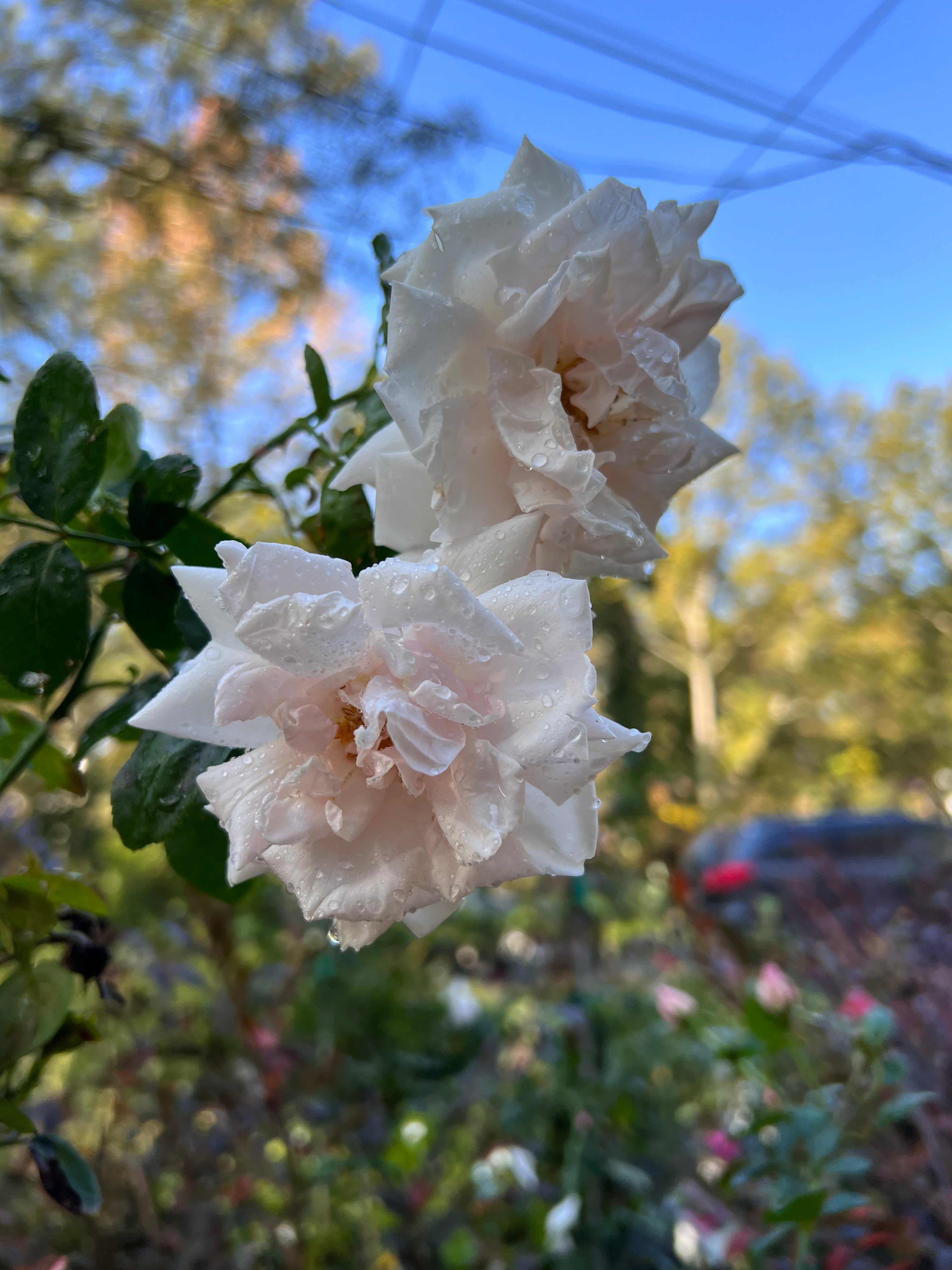 Climbing New Dawn Rose with delicate pink petals and fresh leafy growth
