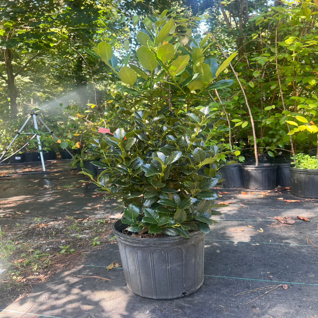 Top-angle view of Liberty Holly showcasing dense foliage and natural shape