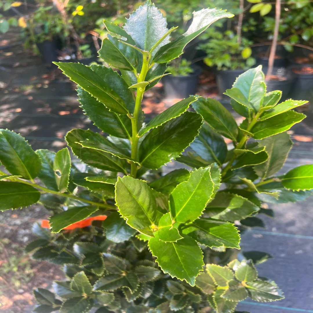 Close-up of Liberty Holly showing glossy leaves and healthy new growth