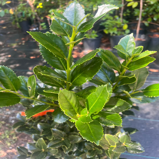 Close-up of Liberty Holly showing glossy leaves and healthy new growth