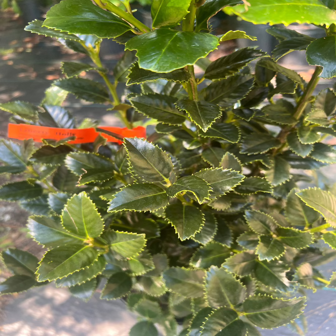 Well-shaped Liberty Holly shrub with rich green leaves and compact structure