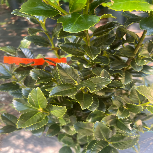 Well-shaped Liberty Holly shrub with rich green leaves and compact structure