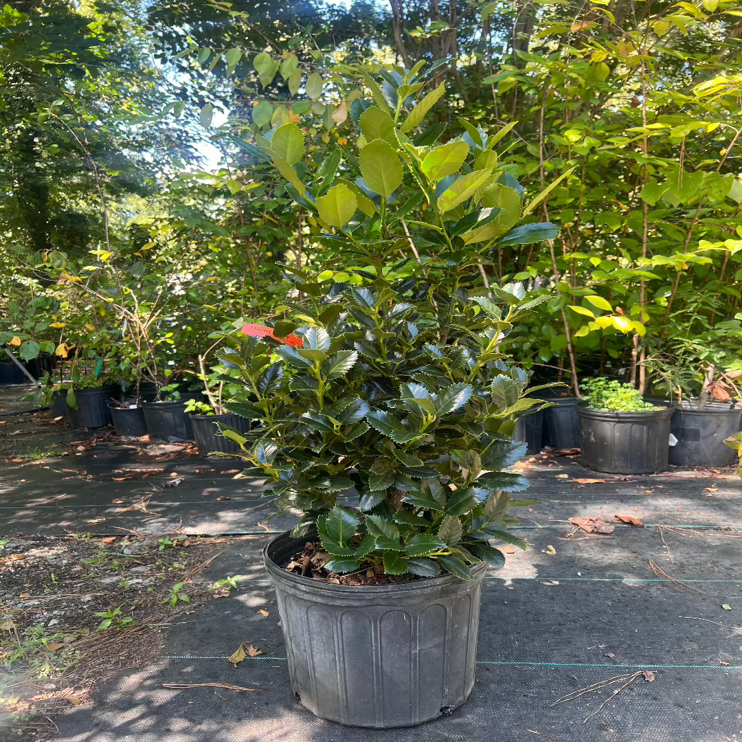 Liberty Holly plant displaying lush evergreen foliage in outdoor lighting
