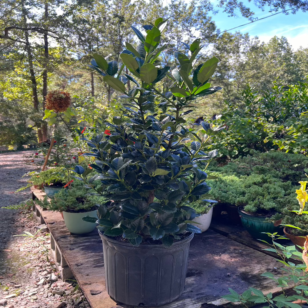 Young Liberty Holly showing fresh leaf development and strong branching