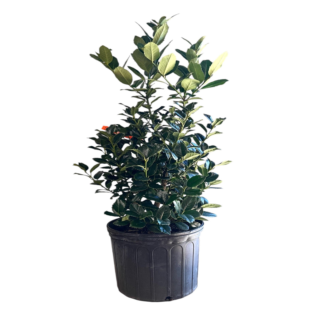 Liberty Holly plant photographed in bright light with vibrant evergreen leaves