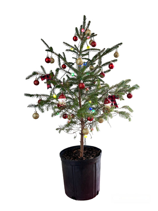 Norway Spruce live mini Christmas tree indoor display
