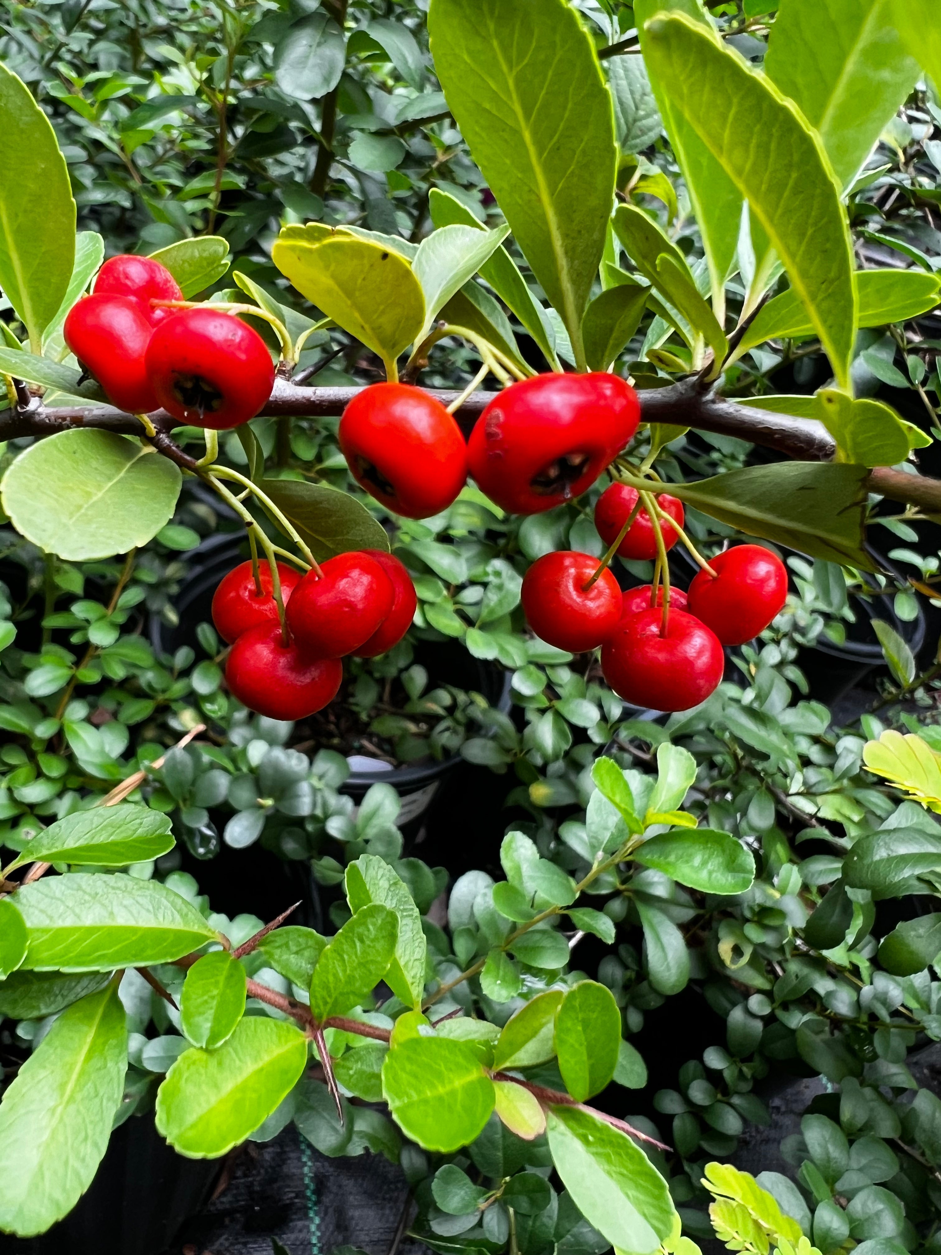Mature Pyracantha Firethorn plant with red berries and evergreen growth